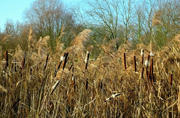 Reed trava, polje, priroda, krajolik, močvara, biljka