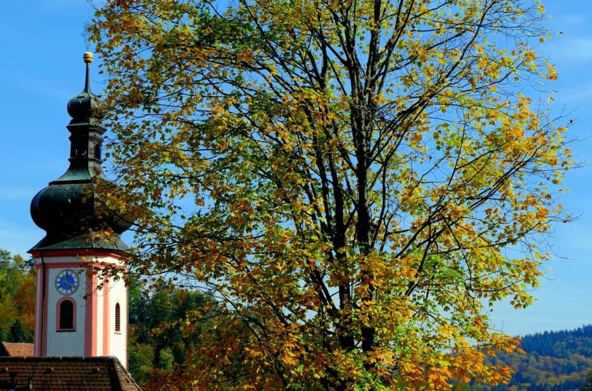木、ポプラ、秋、森、植物、葉、葉、風景、教会