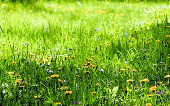 flower, flora, lawn, meadow, nature, summer, field, green grass