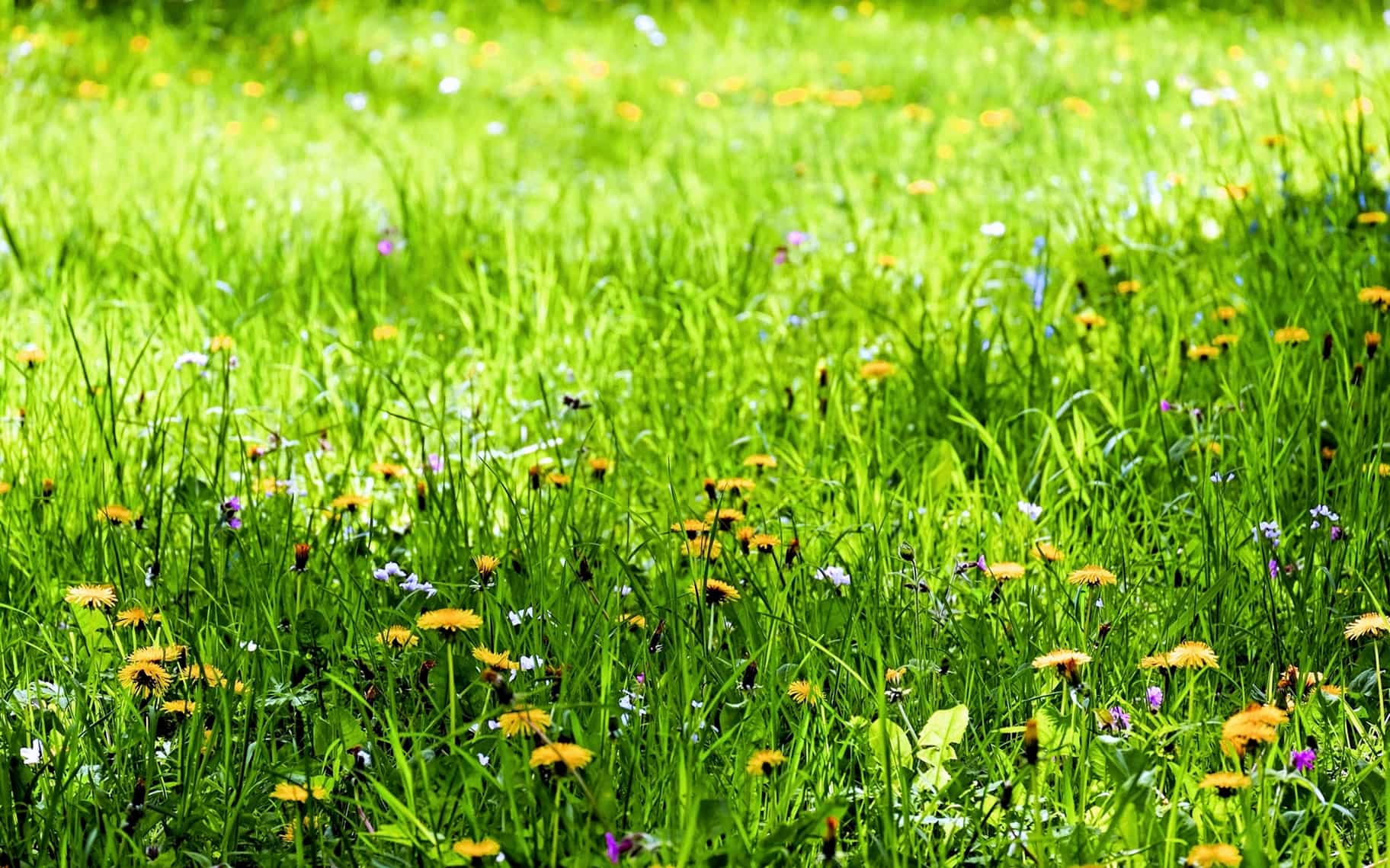 Kostenlose Bild: Blume, Pflanzen, Rasen, Wiese, Natur, Sommer, Feld ...