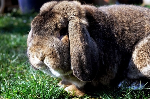 rabbit, brown, grass, pet, fur, nature, animal, wildlife