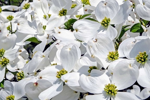 Hoa tự nhiên, cánh hoa, lá, flora, màu trắng, vườn thực vật