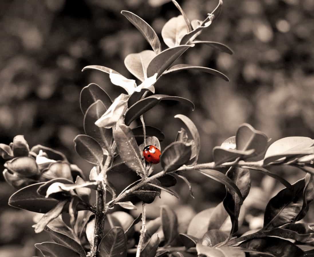 insect, ladybug, detail, leaf, nature, branch