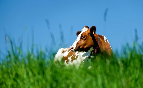 природа, лято, поле, трева, ранчо, крава, ферма, едър рогат добитък