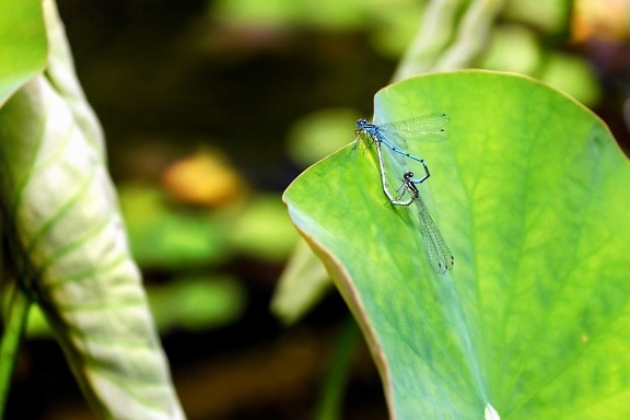 insect, dragonfly, flora, garden, environment, leaf, nature, summer