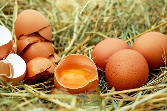 Еда, природа, гнездо, яйцо, Завтрак, яичная скорлупа
