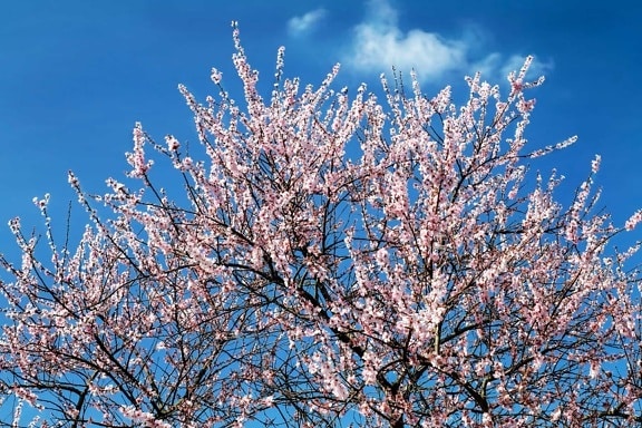 филиал, природа, дерево, цветок, Весна, Вишневое дерево., Голубое небо., завод, Открытый