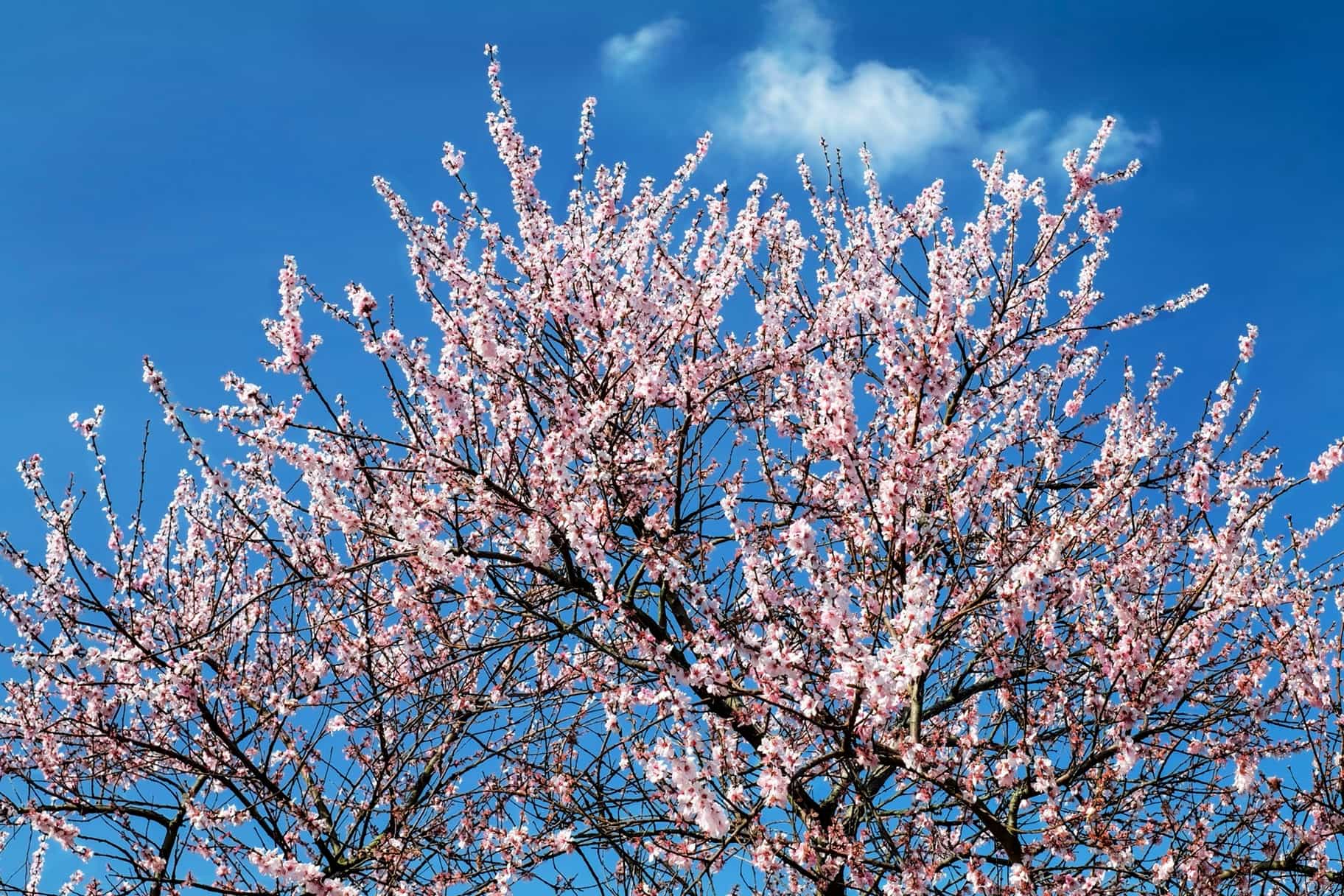 Imagen gratis: rama, naturaleza, árbol, flor, primavera, cerezo, azul  cielo, planta, al aire libre