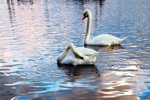 eau, oiseau, swan, réflexion, lac, bec, la faune