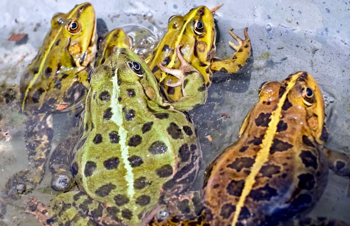 Free picture: amphibian, frog, nature, wildlife, animal, zoology