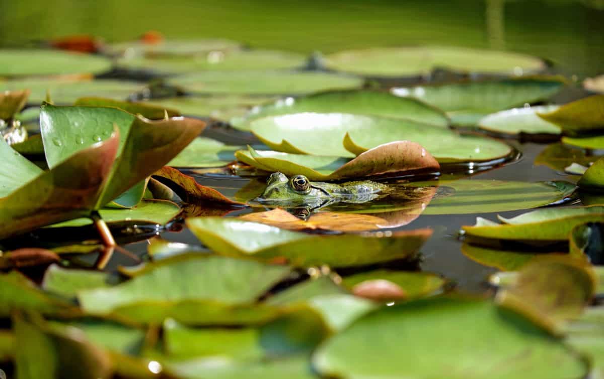 žaba, zviera, jazero, voda, vodné, zelené listy, močiare