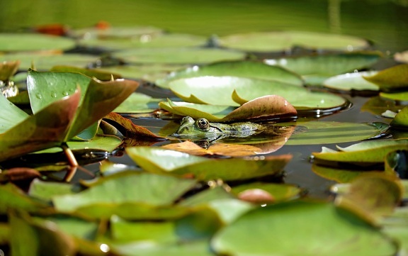frog, animal, lake, water, aquatic, green leaf, swamp