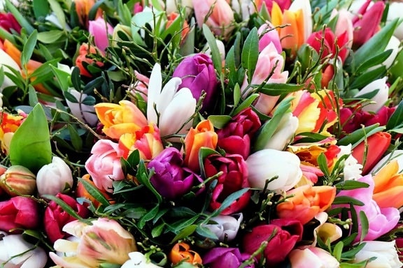 hage, flora, tulip, blad, fargerike, natur, blomst, arrangement