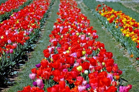 Tulip, natur, blomst, blad, felt, flora, haven, plante