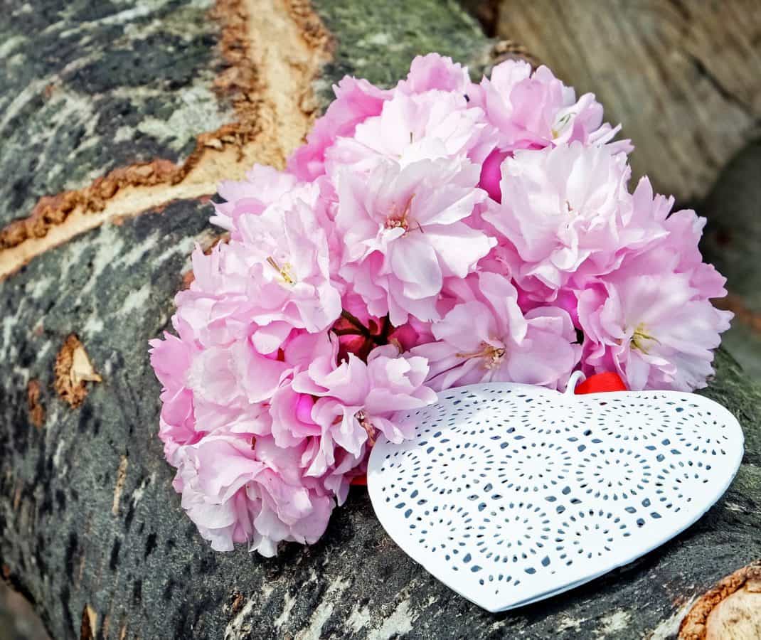 ความรัก โรแมนติก ธรรมชาติ กลีบ ฟลอรา ดอกไม้ สีชมพู พืช หัวใจ