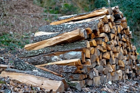 tree, nature, firewood, wood, nature, forest