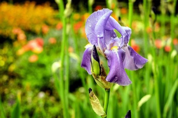 Iris, estate, natura, erba, fiore, flora, giardino, erba, pianta