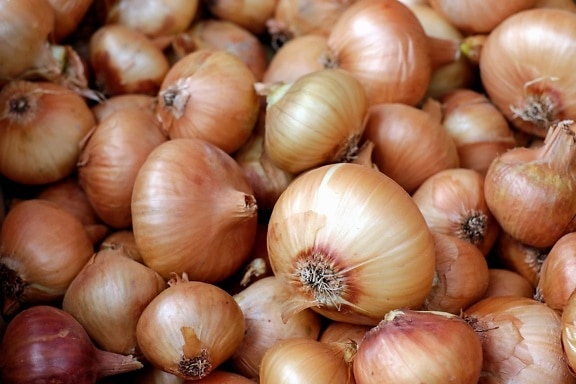 garlic, onion, nutrition, food, vegetable, root
