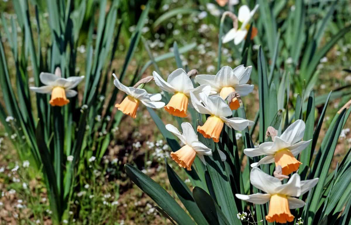 Narcis, prirode, trava, vrt, cvijet, flora, Narcis, ljeto, list