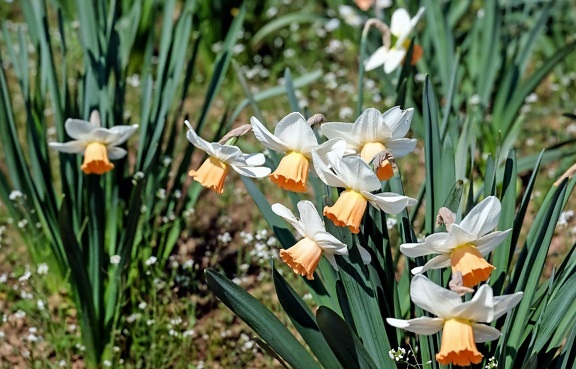 daffodil, nature, grass, garden, flower, flora, narcissus, summer, leaf