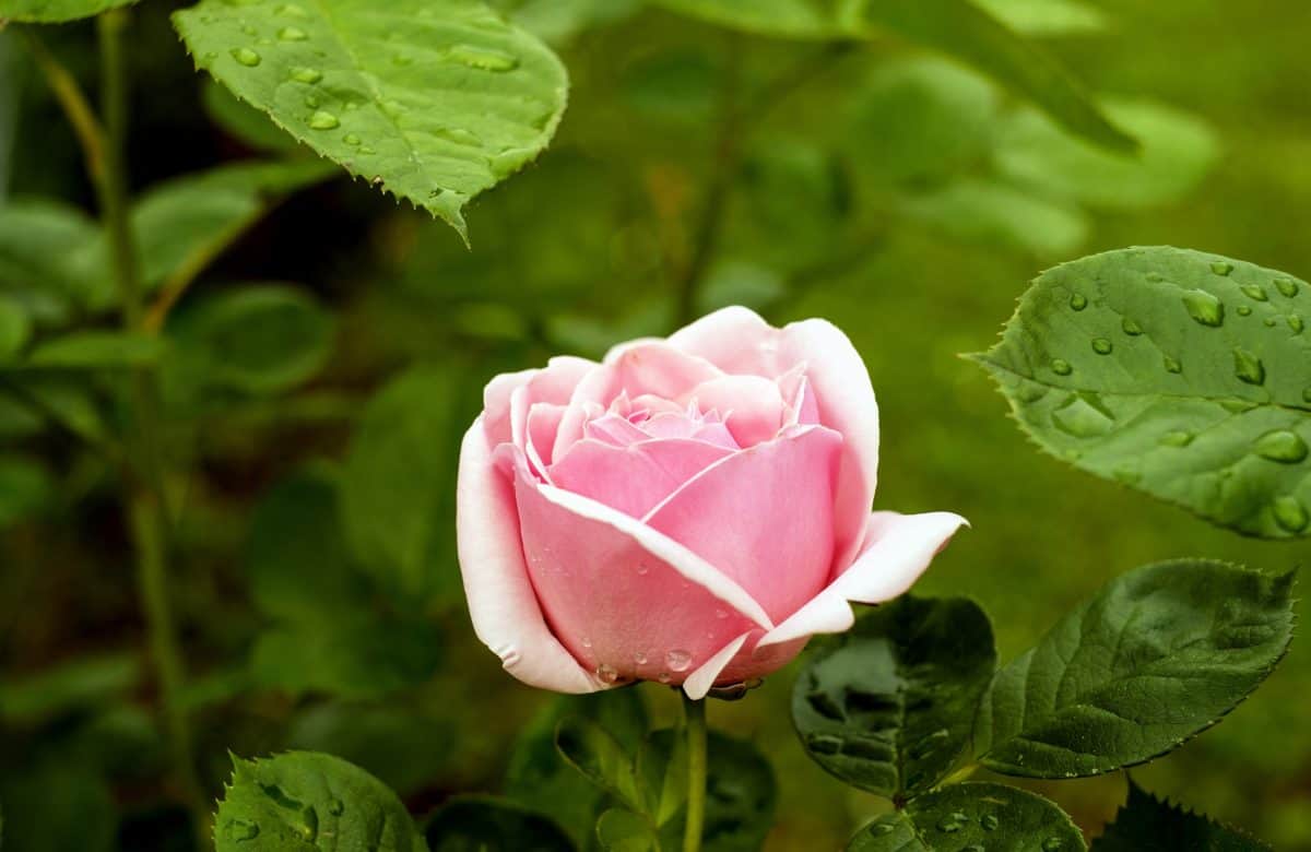 Rosa, deszcz, ogród, kwiat, lato, róża, natura, flora, liści, roślin