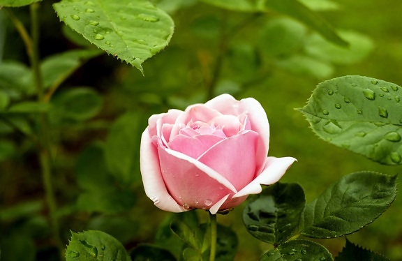 Rosa, sunčano, vrt, cvijet, ljeto, ruža, prirode, flore, list, biljka
