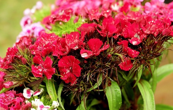 ฤดูร้อน กลีบ ฟิลด์ ใบ พืช ธรรมชาติ สีแดง สวนดอกไม้