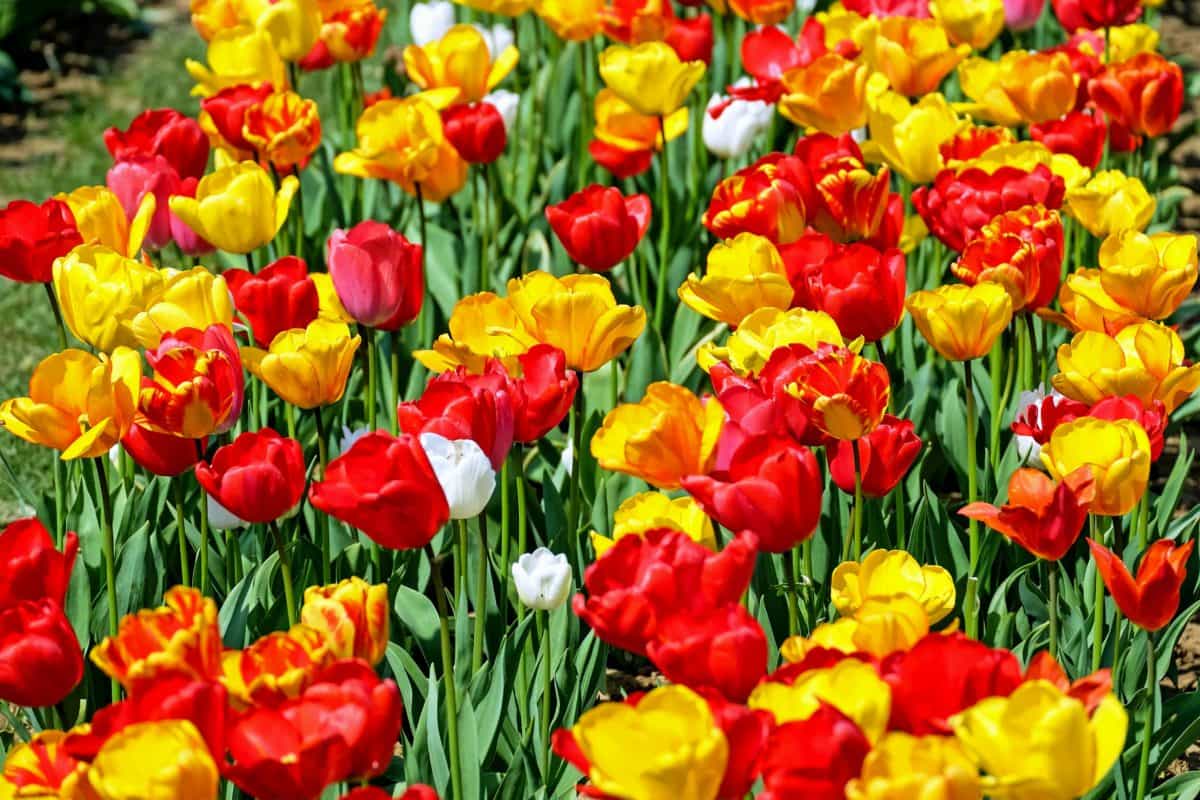 warna-warni, Lapangan, daun, kelopak, tulip, sifat, bunga, Taman, flora