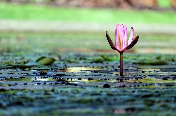 Lotus, močvara, prirodi, ljeto, cvijet, vodeni, cvijet, biljka, latica, cvatu