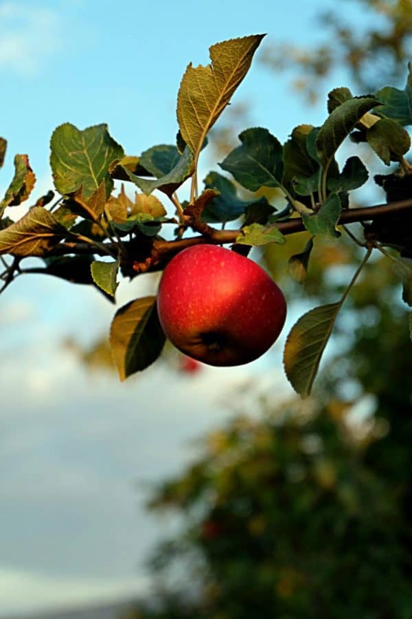 果樹園、木、葉、食品、アップル、ブランチ、自然、果物、ビタミン、庭