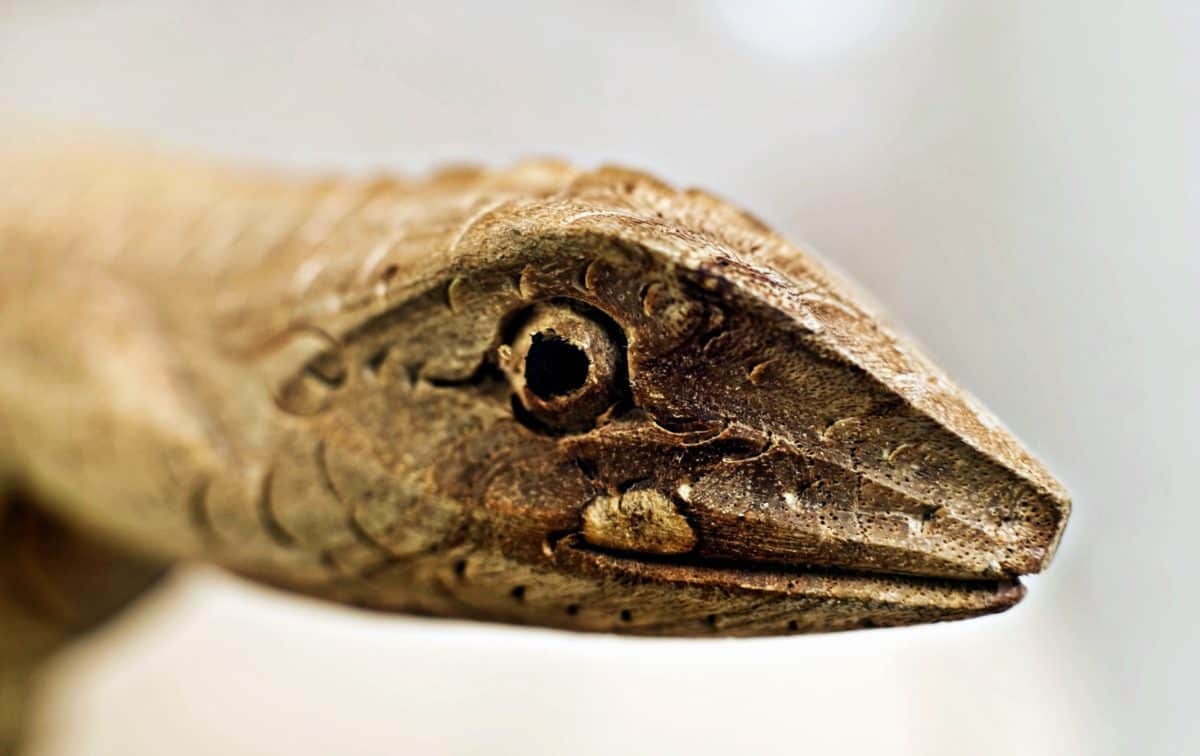 สัตว์เลื้อยคลาน งู ไม้ ศิลปะ ประติมากรรม ธรรมชาติ สัตว์ หัว ตา