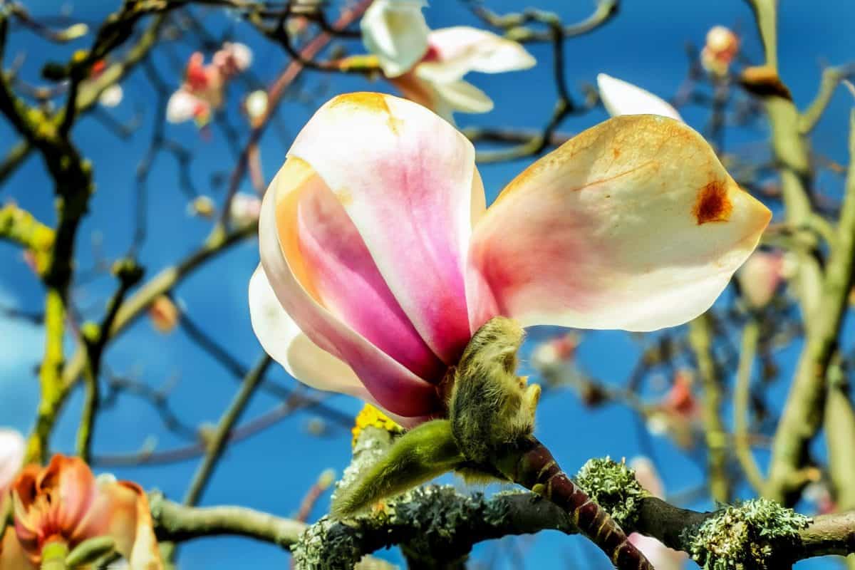 Magnolia Záhrada, strom, flora, vetva, príroda, kvet, ovocie