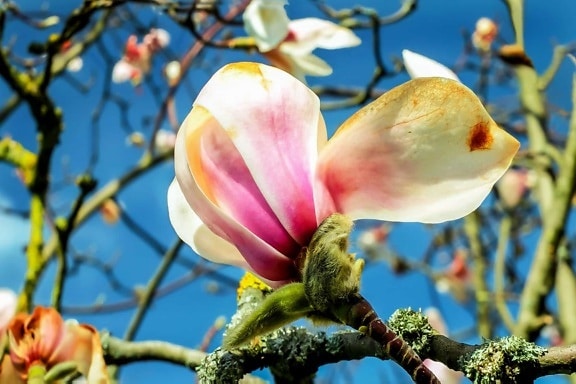 Magnolia, haven, træ, flora, gren, natur, blomst, frugt