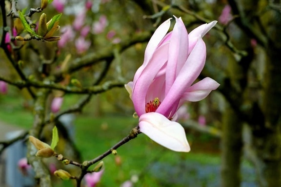 příroda, květ, list, strom, magnolia, zahrada, petal, růžová