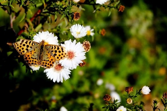 vlinder, insect, flora, zomer, bloem, natuur, Tuin, planten