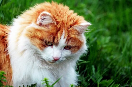 Free picture: zoology, cute, animal, green grass, nature, cat, kitten ...