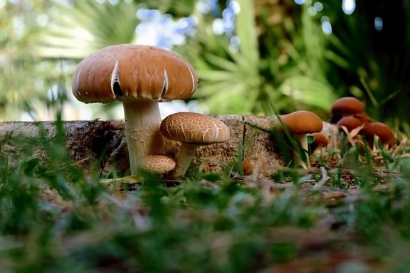 nature, mushroom, vegetable, grass, fungus, flora