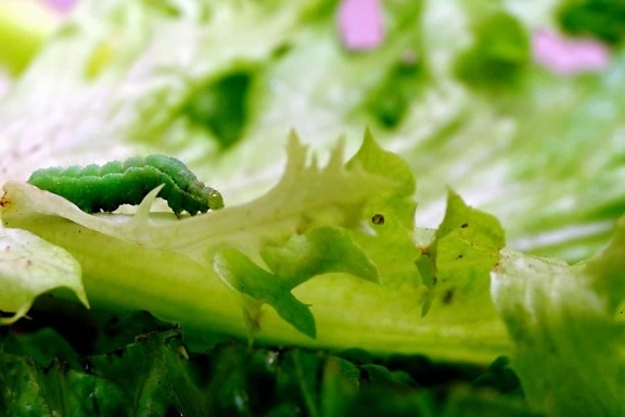 food, flora, nature, worm, insect, leaf, lettuce, vegetable, salad