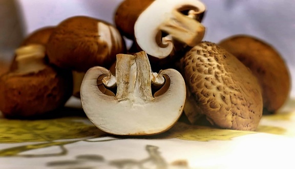 mushroom, organism, plant, food