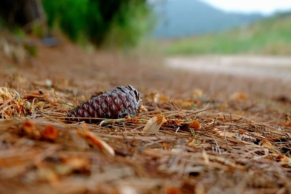 ground, dry, soil, pinecone, nature, leaf, forest, road