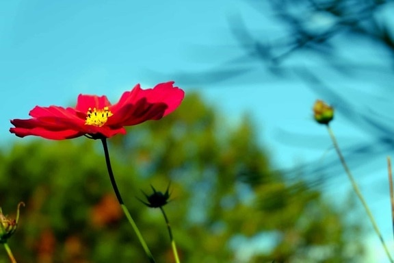 příroda, flora, červený květ, léto, petal, zahrada, květ