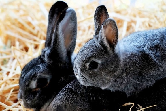 rabbit, young, cute, animal, nature, fur, bunny, pet