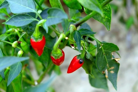 Flora, chilli, zahrada, příroda, zeleniny, listí, jídlo, chili pepper