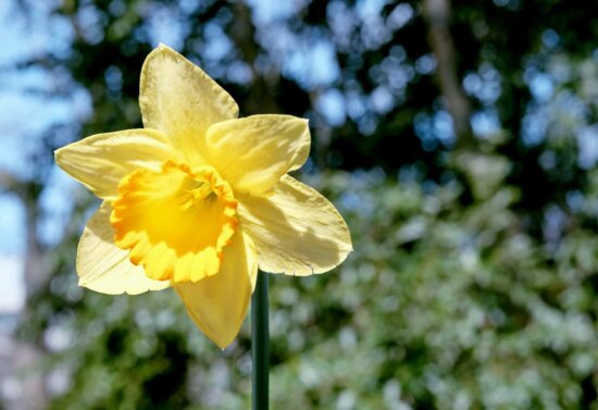 Free picture: yellow flower, garden, leaf, flora, nature, narcissus ...