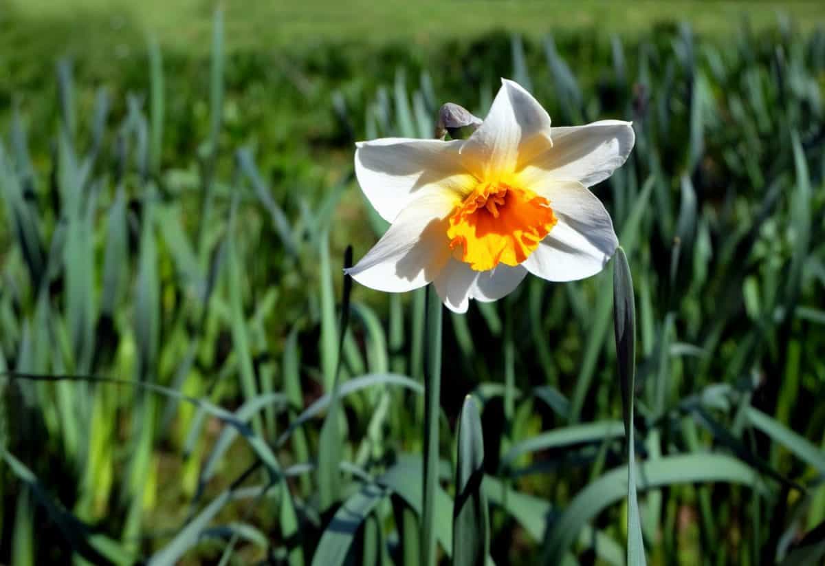 daffodil, bunga, flora, rumput, bidang, Taman, alam, musim panas