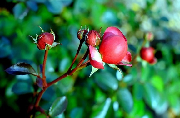 flower bud, rose, nature, flora, red flower, leaf, garden, plant
