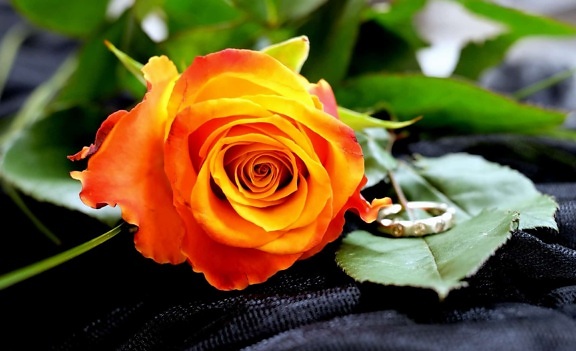 Роза Пелюстка листя, природи, квітка, завод, макрос, деталь, троянди
