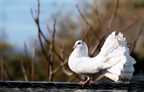 animal, nature, feather, bird, white pigeon, beak, outdoor, ring