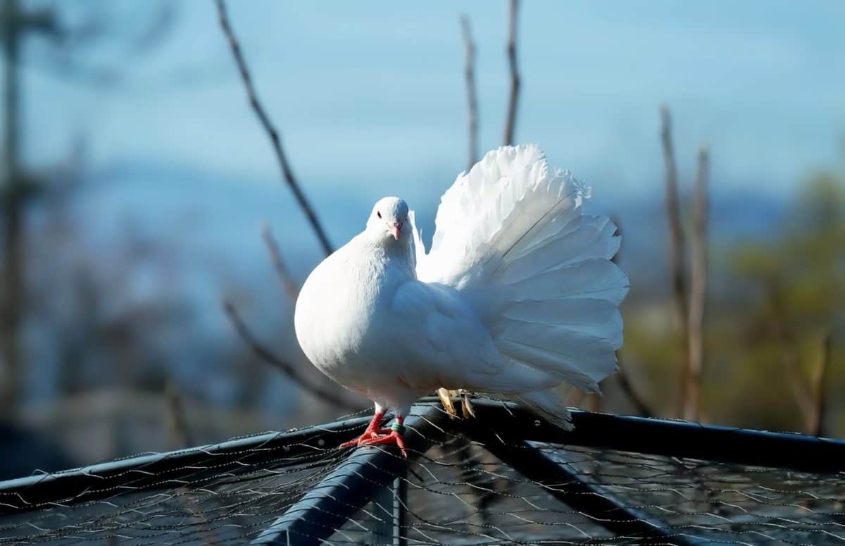 white pigeon, bird, nature, dove, feather, beak, animal, sky