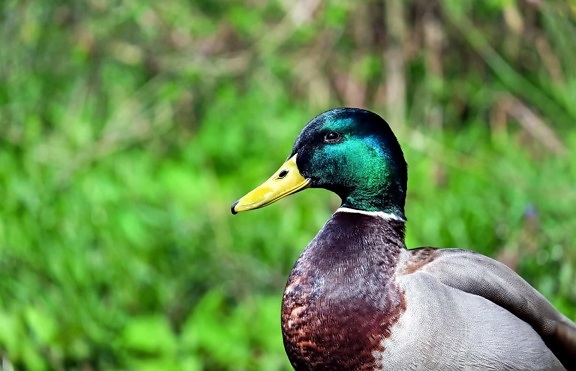 зеленоглава патица, дива природа, птица, природа, патица, водоплаващи, перо, клюн, диви